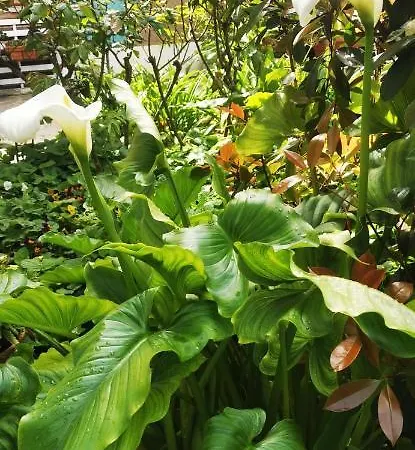 דירה Le 7 Calle פיזה