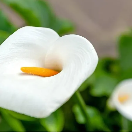 דירה Le 7 Calle פיזה