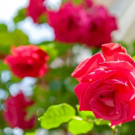 Le 7 Calle * פיזה